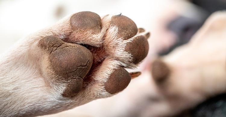 Cómo mantener protegidas las patas de tu perro Yo amo a las mascotas