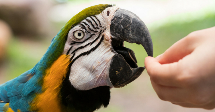 Descubre cuánto cuesta mantener a un loro - Yo amo a las mascotas