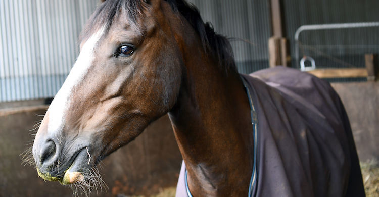 5 Curiosidades De Los Ojos De Los Caballos Que Debes Saber Yo Amo A Las Mascotas