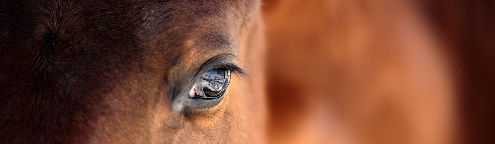 5 Curiosidades De Los Ojos De Los Caballos Que Debes Saber Yo Amo A Las Mascotas