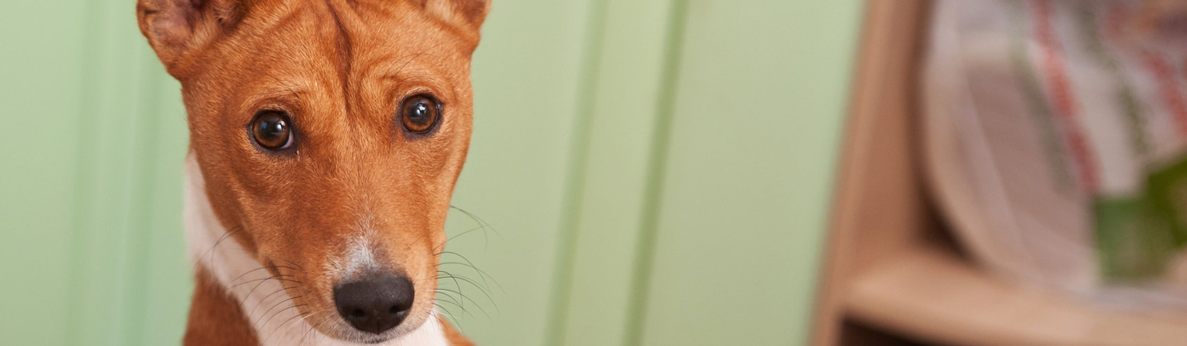 que sonido hace un perro basenji