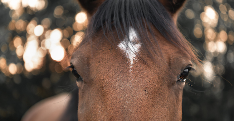 5 Curiosidades De Los Ojos De Los Caballos Que Debes Saber Yo Amo A Las Mascotas